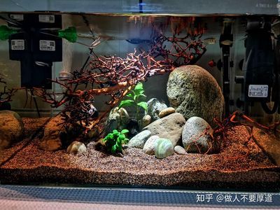 魚缸好看（如何選擇一個好看的魚缸） 魚缸百科 第4張