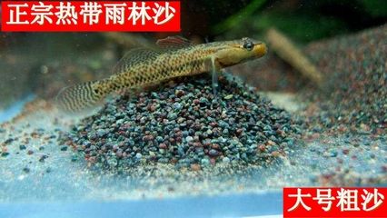 熱帶魚魚缸造景圖片大全不用底砂可以嗎（熱帶魚缸造景圖片大全不用底砂可以嗎） 魚缸百科 第4張