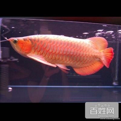 魚(yú)缸上門維修（昆明市魚(yú)缸上門維修服務(wù)公司及其服務(wù)內(nèi)容及服務(wù)內(nèi)容）