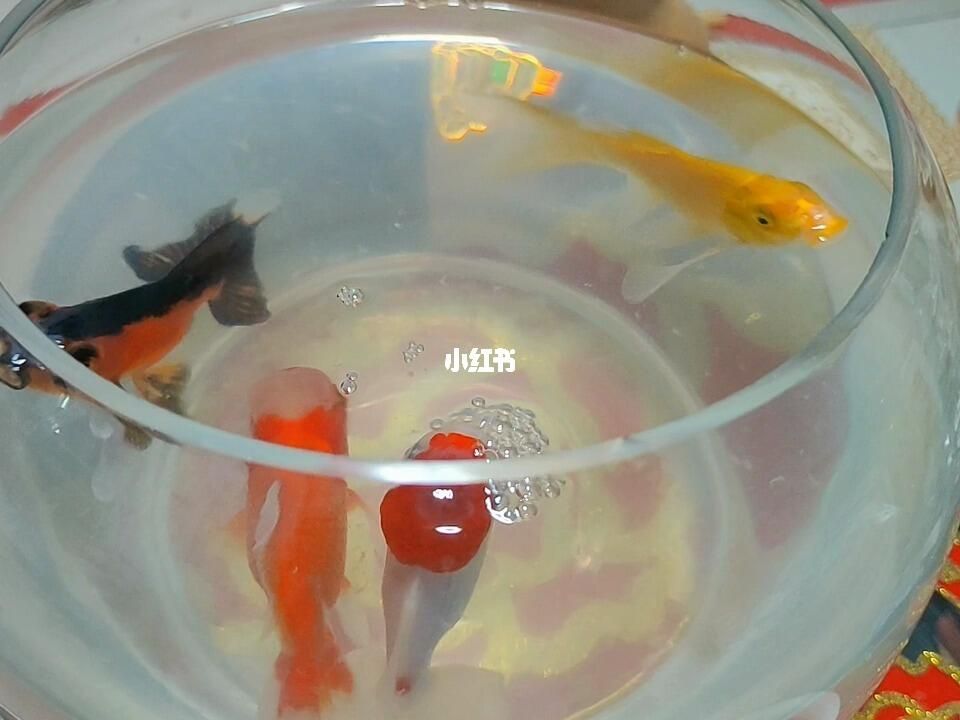 魚缸水怎么那么多泡泡（藥物對魚缸水的影響） 魚缸百科 第1張