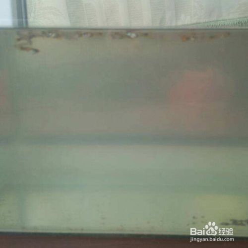 魚缸水突然渾濁怎么回事兒（魚缸水突然渾濁怎么回事） 魚缸百科 第1張