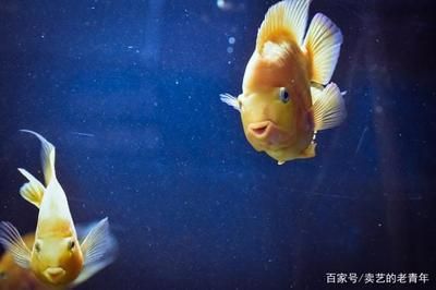 魚缸好壞怎么區(qū)分（魚缸的好壞直接影響到魚兒的健康和觀賞體驗） 魚缸百科 第3張