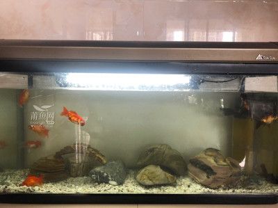 森森牌魚缸最新款一米二的（森森1.2米魚缸產(chǎn)品,森森牌魚缸最新款一米二的） 魚缸百科 第4張