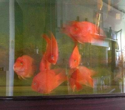 森森牌魚缸最新款一米二的（森森1.2米魚缸產(chǎn)品,森森牌魚缸最新款一米二的） 魚缸百科 第5張