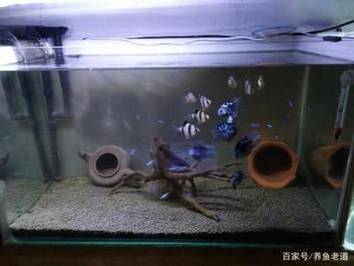 魚缸要幾天換水（魚缸換水的頻率取決于多種因素） 魚缸百科 第2張