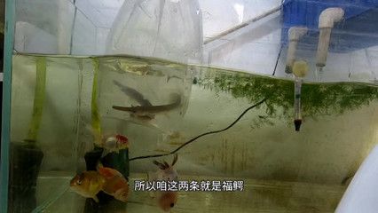 魚缸品質(zhì)的 代言（樂游水族箱和成都智拓水族品質(zhì)的代言） 魚缸百科 第3張