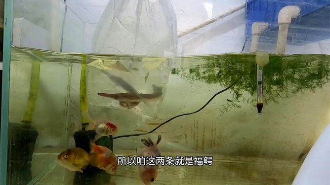 魚缸品質(zhì)的 代言（樂游水族箱和成都智拓水族品質(zhì)的代言） 魚缸百科 第5張