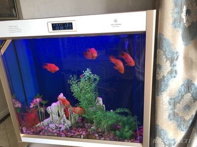 好的魚缸品牌排行榜（2024年十大智能魚缸品牌品牌網(wǎng)店排行榜） 魚缸百科 第3張