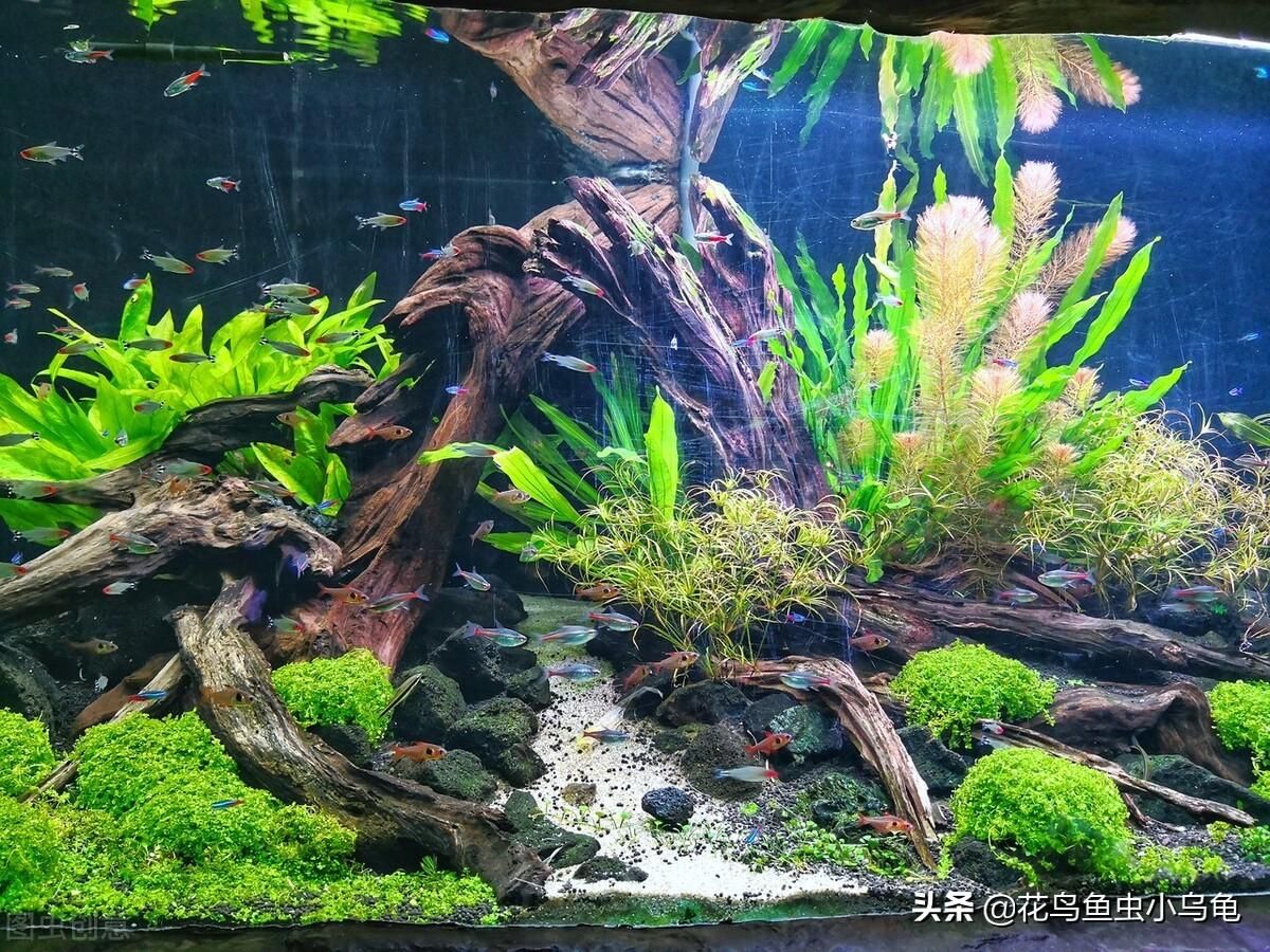 魚缸水變渾怎么辦（清理魚缸,定期清除魚缸底部的飼料殘渣和魚類排泄物） 魚缸百科 第3張