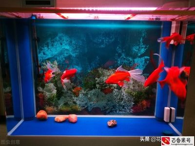 魚缸水變渾怎么辦（清理魚缸,定期清除魚缸底部的飼料殘渣和魚類排泄物） 魚缸百科 第4張