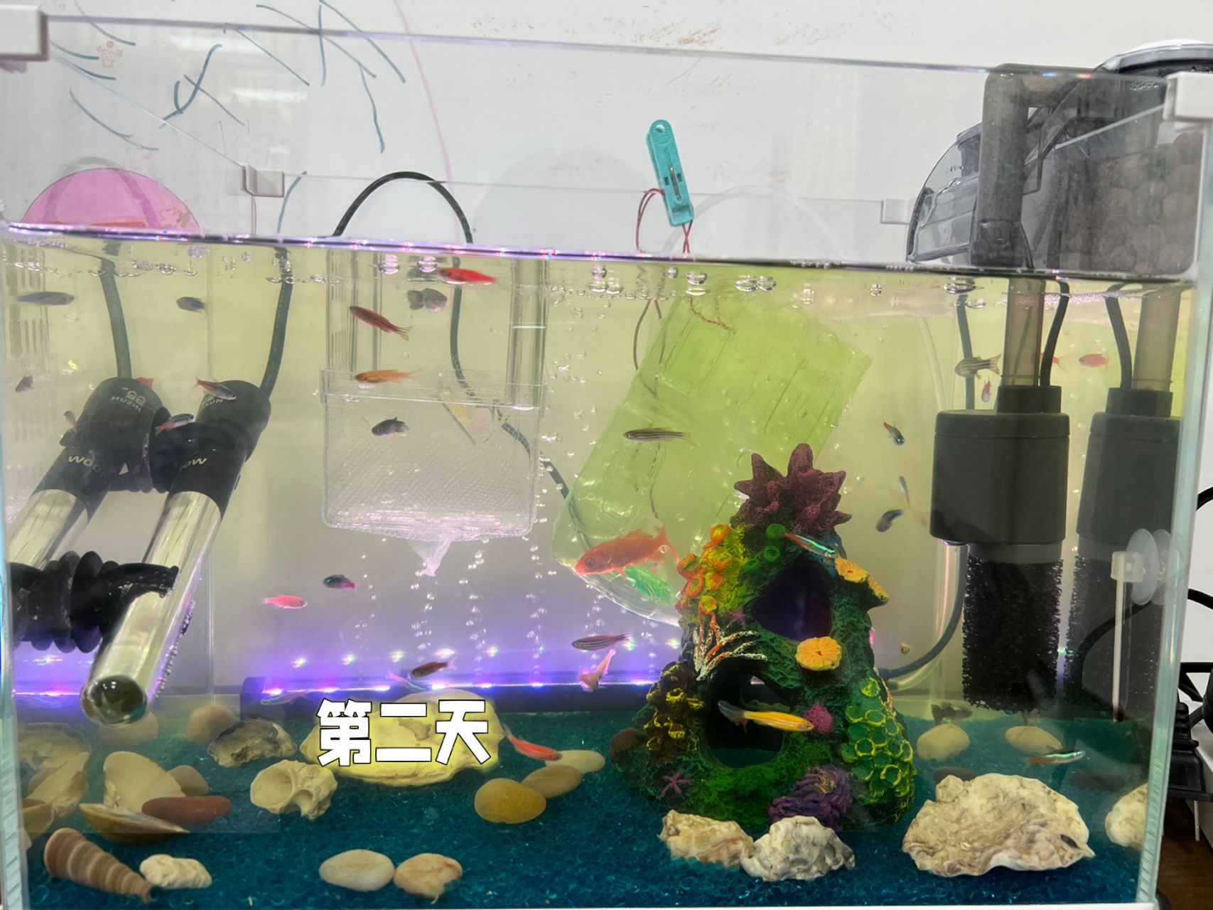 魚缸需多久換水合適（魚缸換水的頻率應(yīng)該如何調(diào)整？） 魚缸百科 第5張