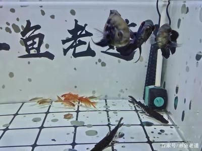 魚缸的水渾濁是水泵的問題嗎 魚缸百科 第4張