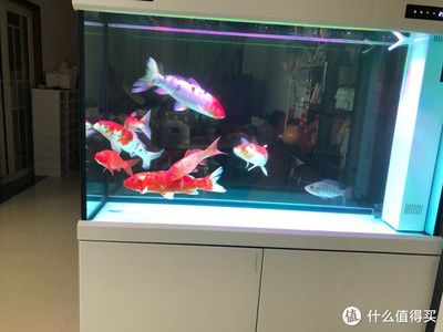 可麗愛(ài)魚(yú)缸為什么那么貴（可麗愛(ài)魚(yú)缸在生產(chǎn)過(guò)程中運(yùn)用了高精度生產(chǎn)工藝的生產(chǎn)工藝）