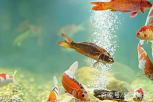 魚缸水好多泡泡怎么處理（魚缸水出現(xiàn)大量氣泡可能是由多種原因引起的，魚缸水好多泡泡怎么處理） 魚缸百科 第3張