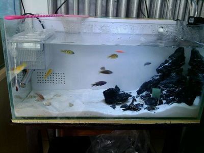 魚缸買什么類型最好（亞克力魚缸買什么類型最好） 魚缸百科 第4張