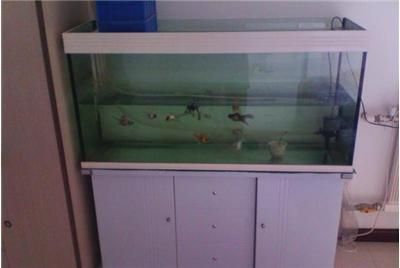 魚缸買什么類型最好（亞克力魚缸買什么類型最好） 魚缸百科 第3張