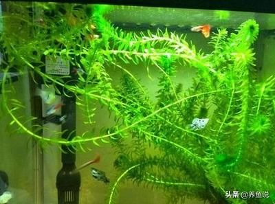 新手養(yǎng)魚魚缸推薦（新手養(yǎng)魚選擇魚缸時，需要考慮哪些因素） 魚缸百科 第2張