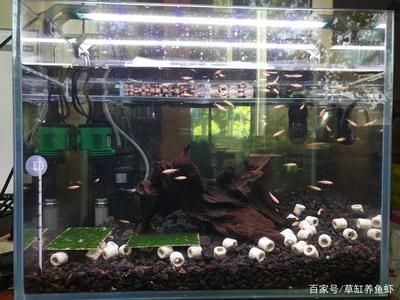 新手養(yǎng)魚魚缸推薦（新手養(yǎng)魚選擇魚缸時，需要考慮哪些因素） 魚缸百科 第4張