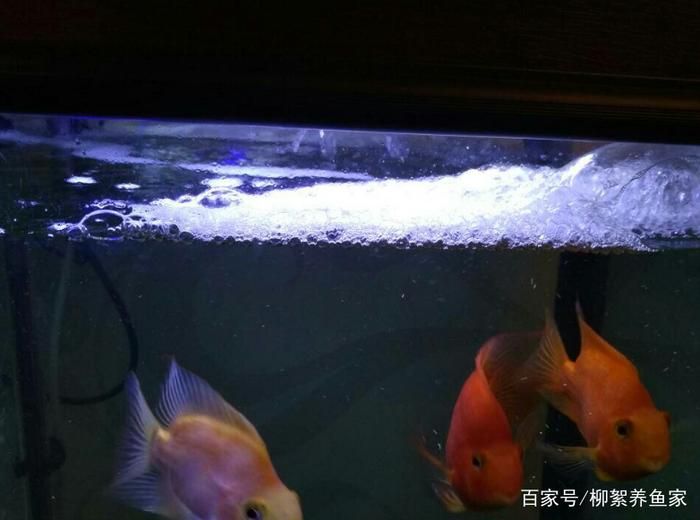 魚缸水好多泡沫是怎么回事（魚缸水好多泡沫是怎么回事是怎么回事） 魚缸百科 第4張