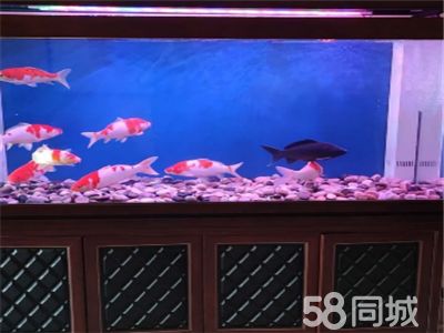 龍魚缸里放什么清潔魚（適合放在龍魚缸里的清潔魚有哪些）