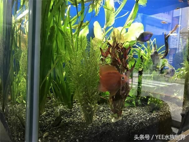 魚缸使用年限（魚缸使用壽命受多種因素影響） 魚缸百科 第5張