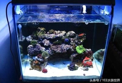 魚缸使用年限是多少（魚缸使用年限是多少魚缸使用年限是多少） 魚缸百科 第2張