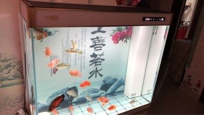 yee魚缸質(zhì)量怎么樣（yee魚缸生態(tài)底濾系統(tǒng)詳解yee魚缸生態(tài)底濾系統(tǒng)詳解）