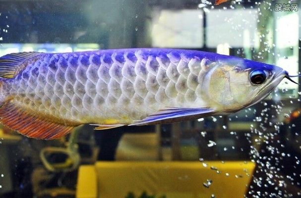 頂級金龍魚價(jià)格多少錢一條?。ń瘕堲~市場價(jià)格走勢） 龍魚百科 第1張