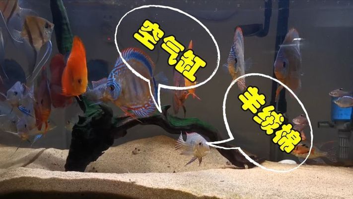 魚(yú)缸過(guò)濾羊絨棉好嗎（羊絨棉與其他過(guò)濾材料比較如何正確清洗羊絨棉的使用壽命） 龍魚(yú)百科 第3張