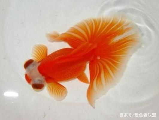 古典過背金龍魚什么時候發(fā)色（關(guān)于古典過背金龍魚發(fā)色時間的信息）