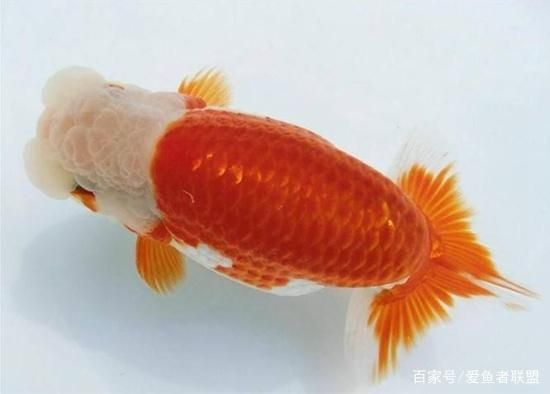 古典過背金龍魚什么時(shí)候發(fā)色（關(guān)于古典過背金龍魚發(fā)色時(shí)間的信息） 龍魚百科 第4張