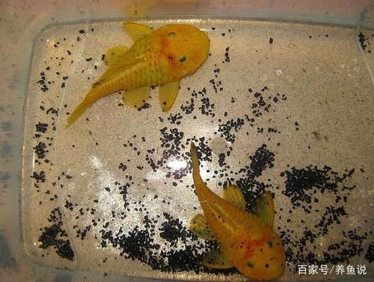 給龍魚清理魚缸的魚會死嗎（如何正確選擇清潔魚，避免魚缸清潔劑危害方法，龍魚缸清潔頻率建議） 龍魚百科 第4張