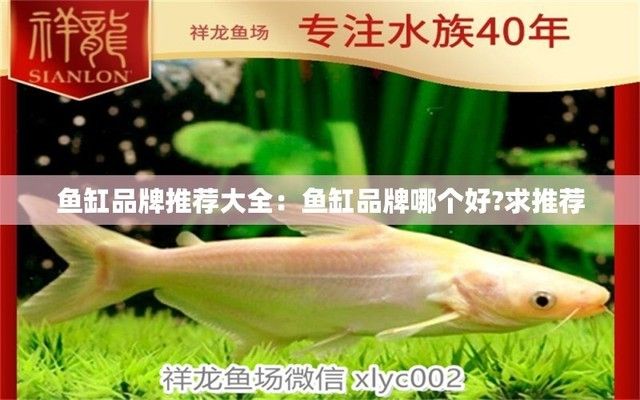 最好的品牌魚缸有哪些 龍魚百科 第1張