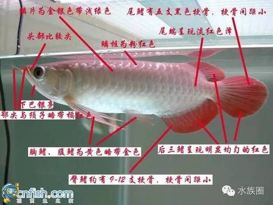 關(guān)于龍魚的資料（養(yǎng)殖龍魚需要注意以下幾點(diǎn)，龍魚繁殖技術(shù)有哪些） 龍魚百科 第4張