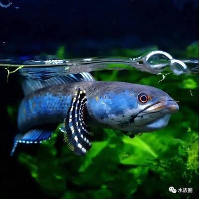 好看的雷龍魚(yú)（雷龍魚(yú)品種推薦：巴卡雷龍是最貴的品種之一，巴卡雷龍最貴） 龍魚(yú)百科 第3張