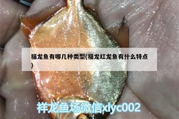 福龍魚(yú)有哪幾種品種的（福龍魚(yú)的養(yǎng)殖技巧）