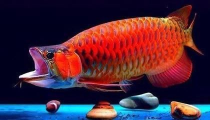 福龍魚(yú)有哪幾種品種的（福龍魚(yú)的養(yǎng)殖技巧）