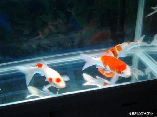 不換水魚(yú)缸多久需要更新水（如何維護(hù)高效過(guò)濾系統(tǒng)魚(yú)缸水質(zhì)監(jiān)測(cè)方法介紹） 龍魚(yú)百科 第3張