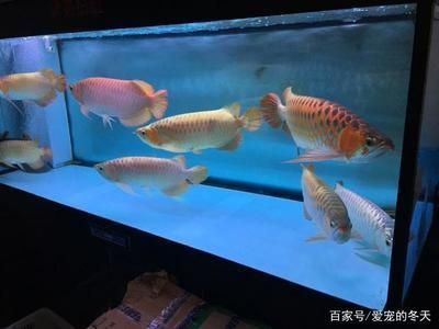 龍魚常見(jiàn)品種飼養(yǎng)與現(xiàn)狀（紅龍魚的領(lǐng)地意識(shí)如何管理？） 龍魚百科 第4張