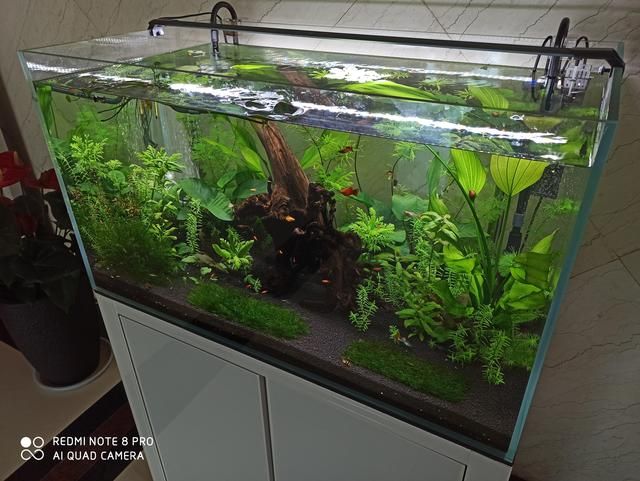 上海晶晶水族器材有限公司（上海晶晶水族器材有限公司上海晶晶水族器材有限公司） 水族周邊