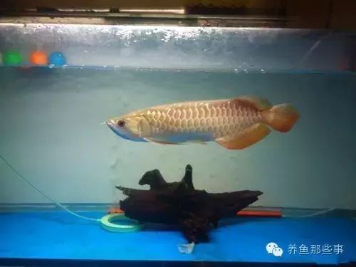 高背金龍魚怎么上金質(zhì)魚（高背金龍魚上金質(zhì)的具體方法）