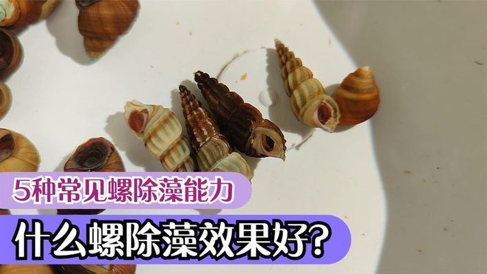 龍魚缸用什么除藻（如何選擇合適的食藻生物）