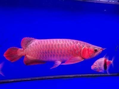 各種龍魚的價(jià)格是多少錢 龍魚百科 第4張