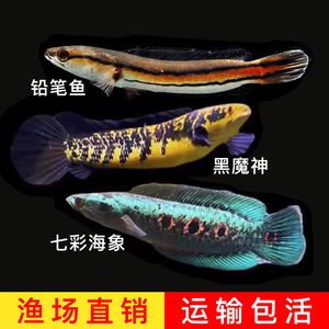 黑魔神雷龍魚價(jià)格（黑魔神雷龍魚價(jià)格因品種、大小、品質(zhì)等因素有所差異）