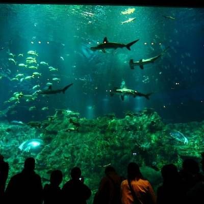 香港水族館（海洋公園海洋館門票預(yù)訂）