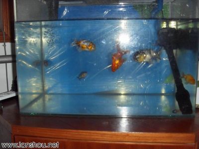 魚(yú)缸里面的魚(yú)多久喂一次喂什么食物（如何判斷魚(yú)是否吃飽魚(yú)缸水質(zhì)維護(hù)技巧） 龍魚(yú)百科 第5張