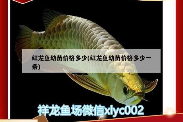 上門維修魚缸電話 24小時(shí)報(bào)修熱線多少 龍魚百科 第1張