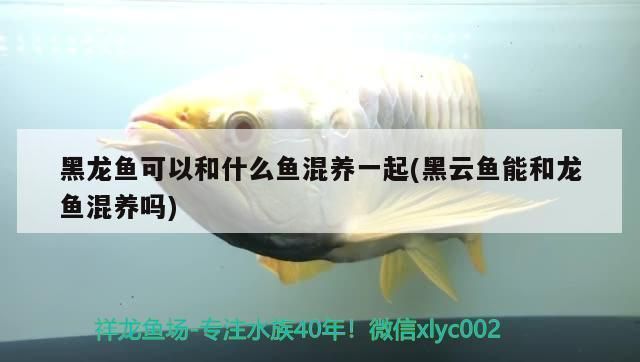 黑云魚咬龍魚嗎（黑云魚可以和龍魚混養(yǎng)嗎？）