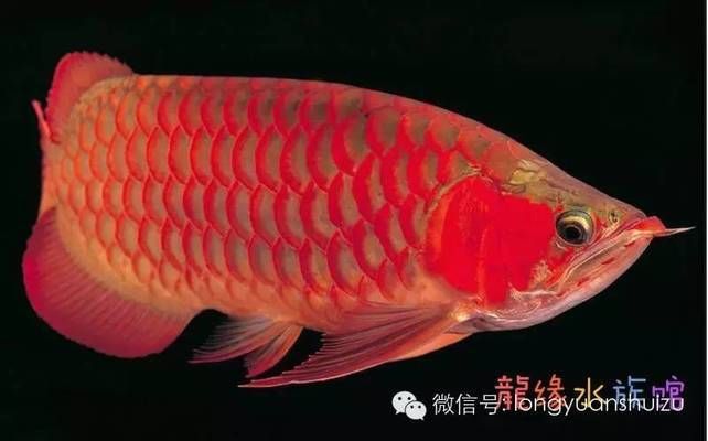 龍魚種類區(qū)別在哪里（常見龍魚種類的區(qū)別：紅龍與金龍的區(qū)別，紅龍與金龍的區(qū)別） 龍魚百科 第4張