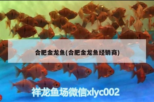 合肥金龍魚(yú)總代理在哪里?。ê戏式瘕堲~(yú)總代理）